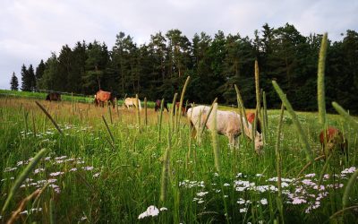 Biohof_Koenig (5)